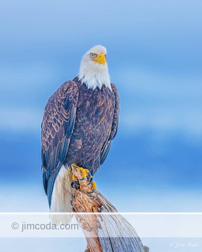 A bald eagle perches on a stump along Kachemak Bay, Alaska.