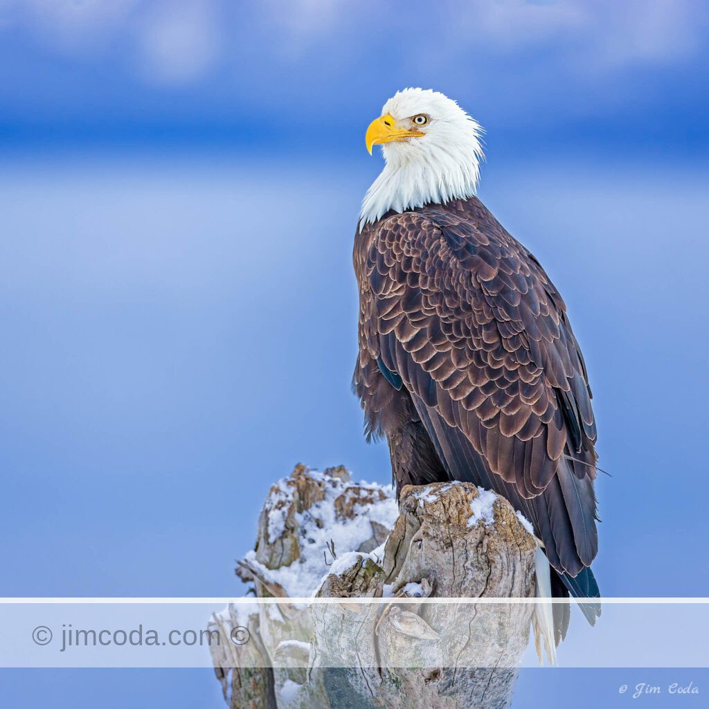 A bald eagle poses for its portrait near Homer, Alaska.