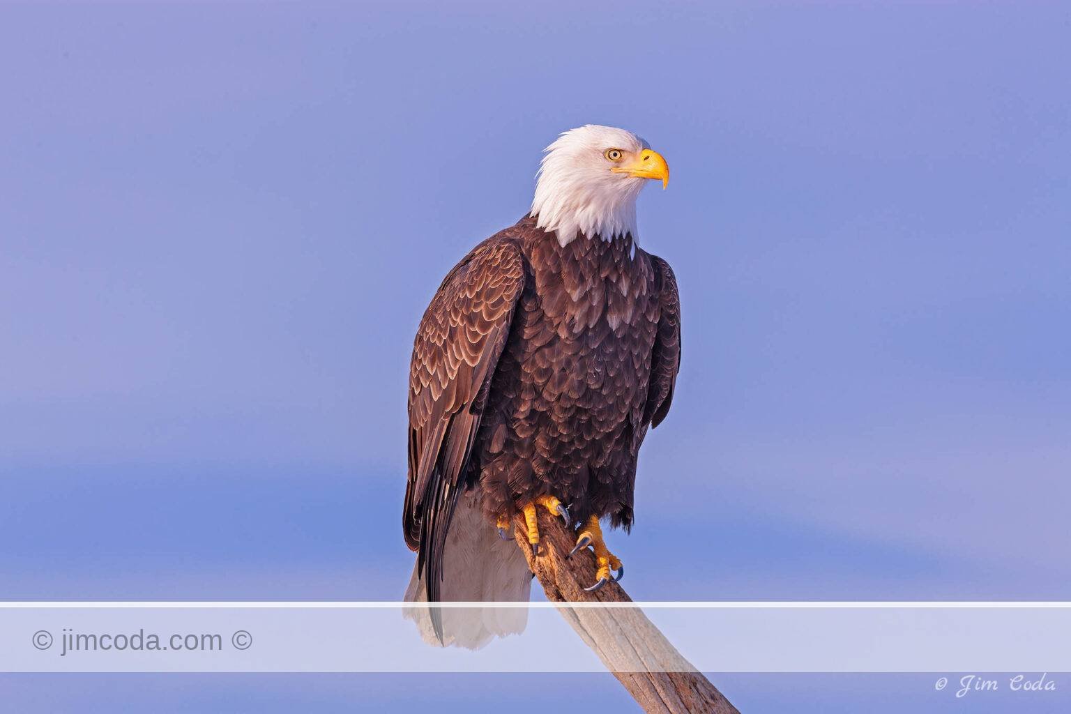 A bald eagle perches on a snag along the shore of Kachemak Bay, Alaska.