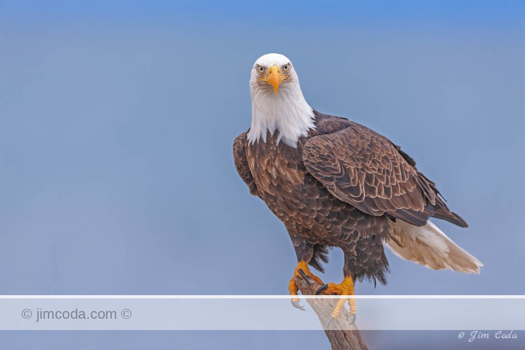 A bald eagle perches on a snag near Homer, Alaska.