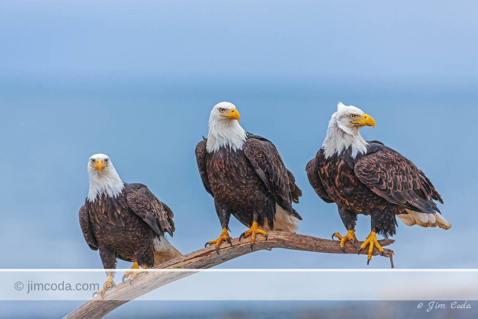 Here is a photo of three bald eagles perched on a limb on the beach at Kachemak Bay, Alaska..