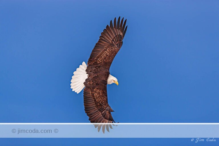 A bald eagle banks right for a sharp turn over Kachemak Bay, Alaska.