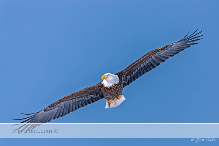 A bald eagle soars over Kachemak Bay, Alaska.
