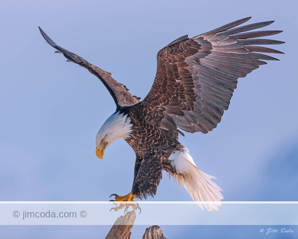 A bald eagle lands on a snag at Homer, Alaska.