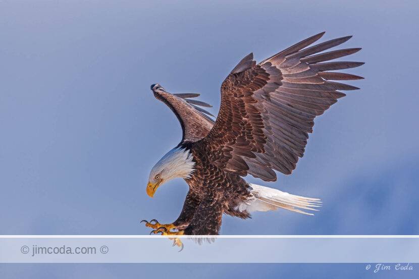 Here ia a hoto of a bald eagle about to land on a limb along Kachemak Bay, Alaska.