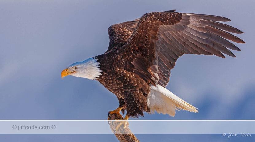 A bald eagle prepares to take off from a snag at the beach in Homer, Alaska.