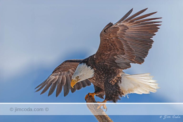 A bald eagle lands on a driftwood limb along the beach at Kachemak Bay, Alaska.