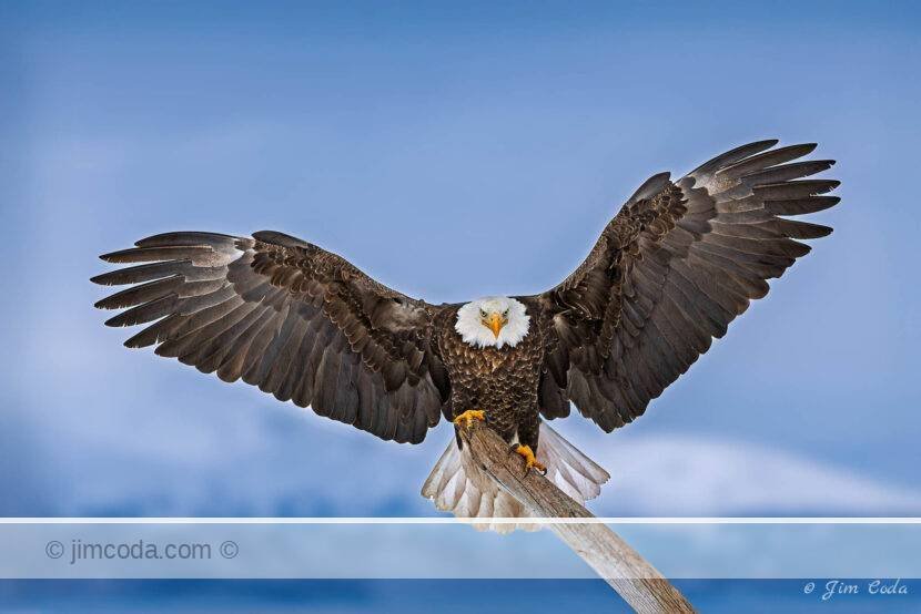 A bald eagle lands on a snag along Kachemak Bay, Alaska..