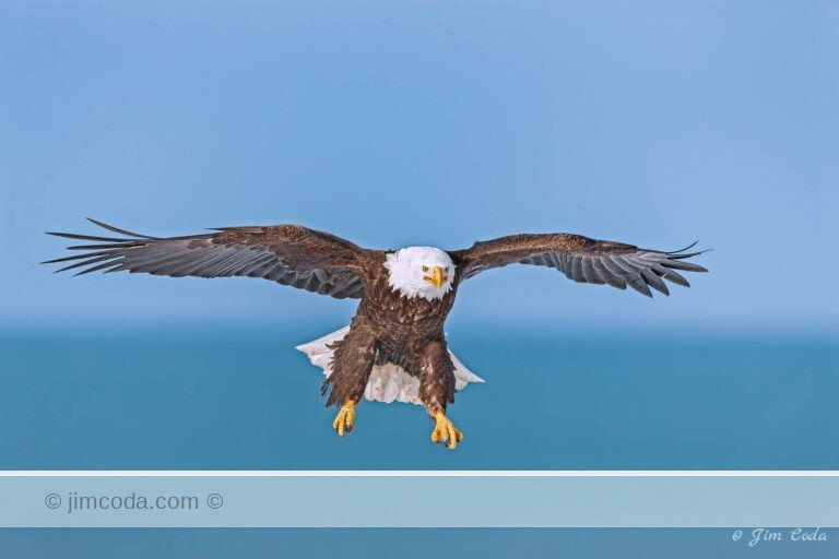 A bald eagle glides in for a landing along Kachemak Bay, Homer, Alaska.