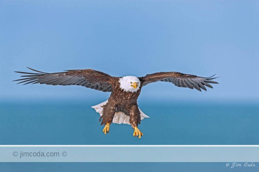 A bald eagle glides in for a landing along Kachemak Bay, Homer, Alaska.