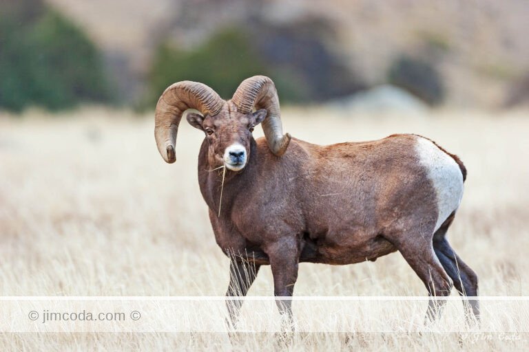 A bighorn ram grazes on the Mcminn Bench at the bottom of Mount Everts.
