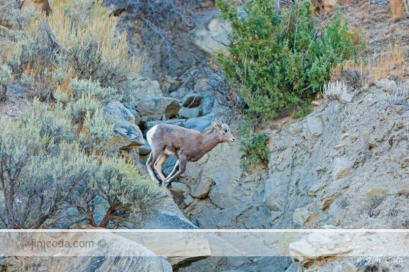A bighorn lamb prepares to jump on the slopes of Mount Everts.