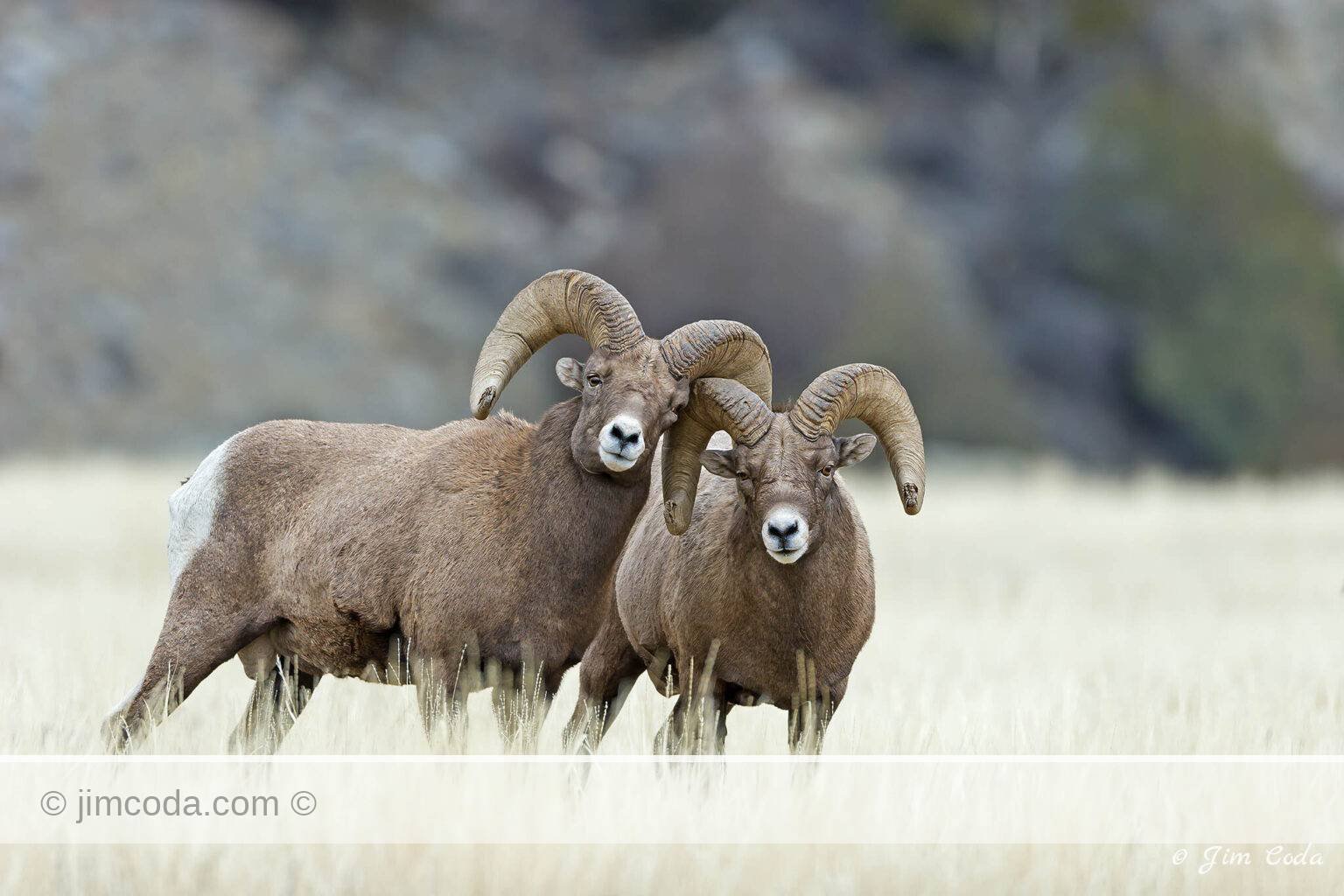 One bighorn ram pushes on another at the start of the rut.