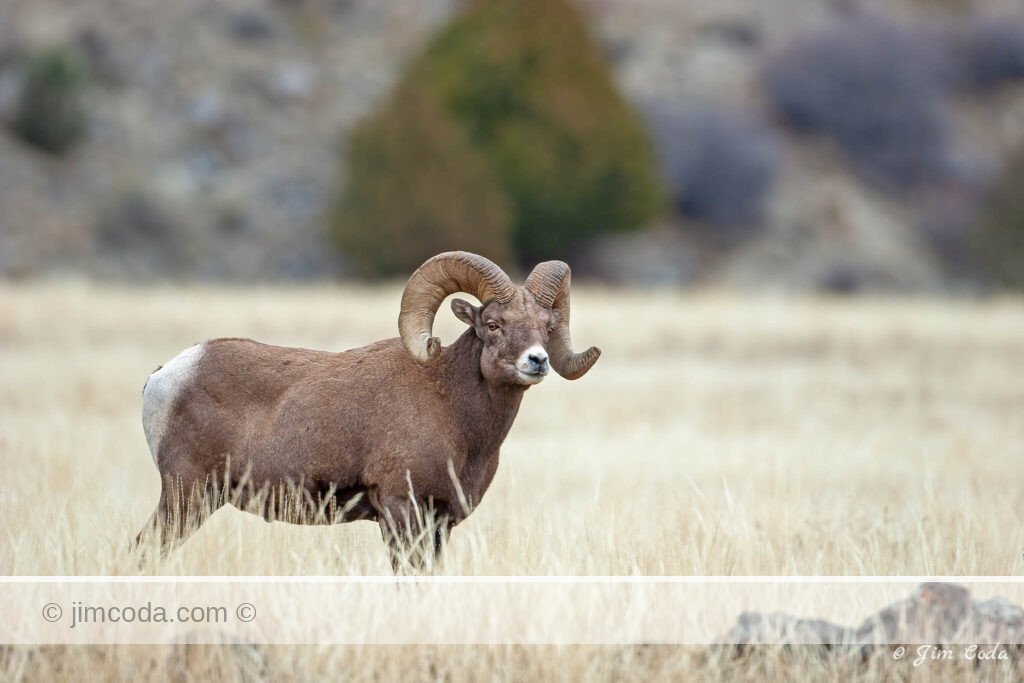 A bighorn ram poses on the McMinn Bench below Mount Everets during the rut.