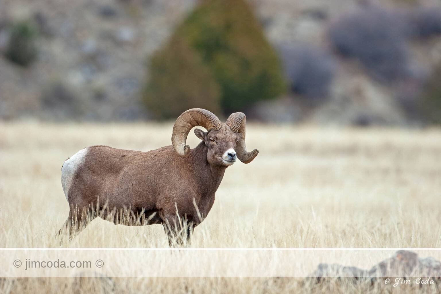 A bighorn ram poses on the McMinn Bench below Mount Everets during the rut.