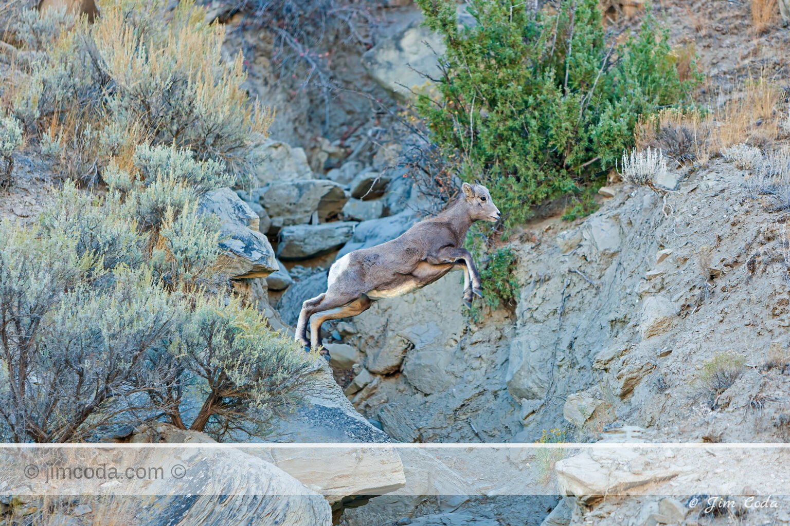 Bighorn Lamb, Yellowstone National Park