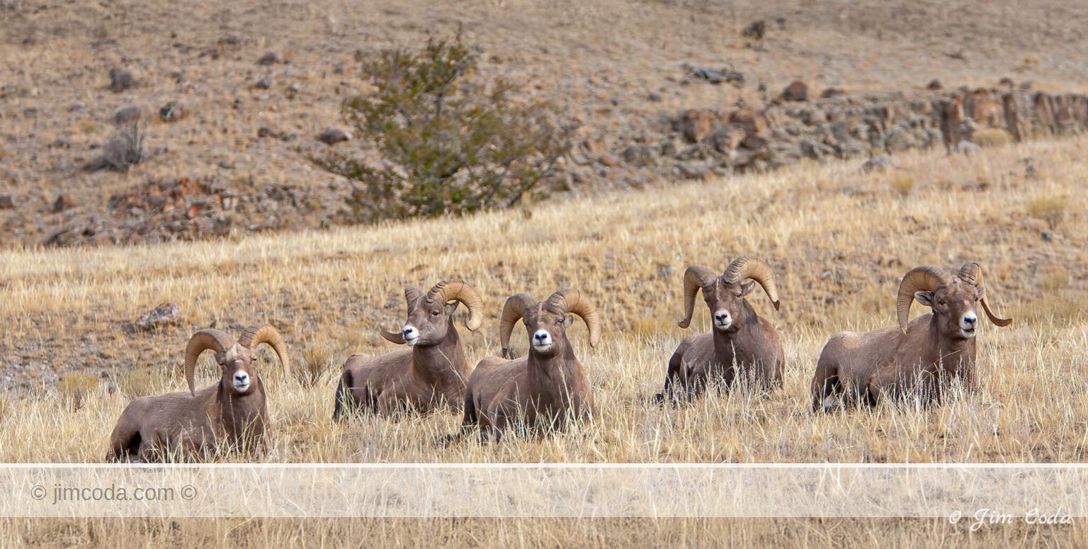 A row of bighorn rams rest on the McMinn Bench portion of Mount Everts in Yellowstone National Park.