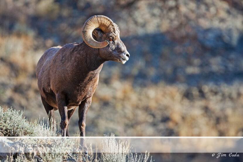 A bighorn ram surveys the scene during the rut on the slopes of Mount Everts in Yellowstone National Park.