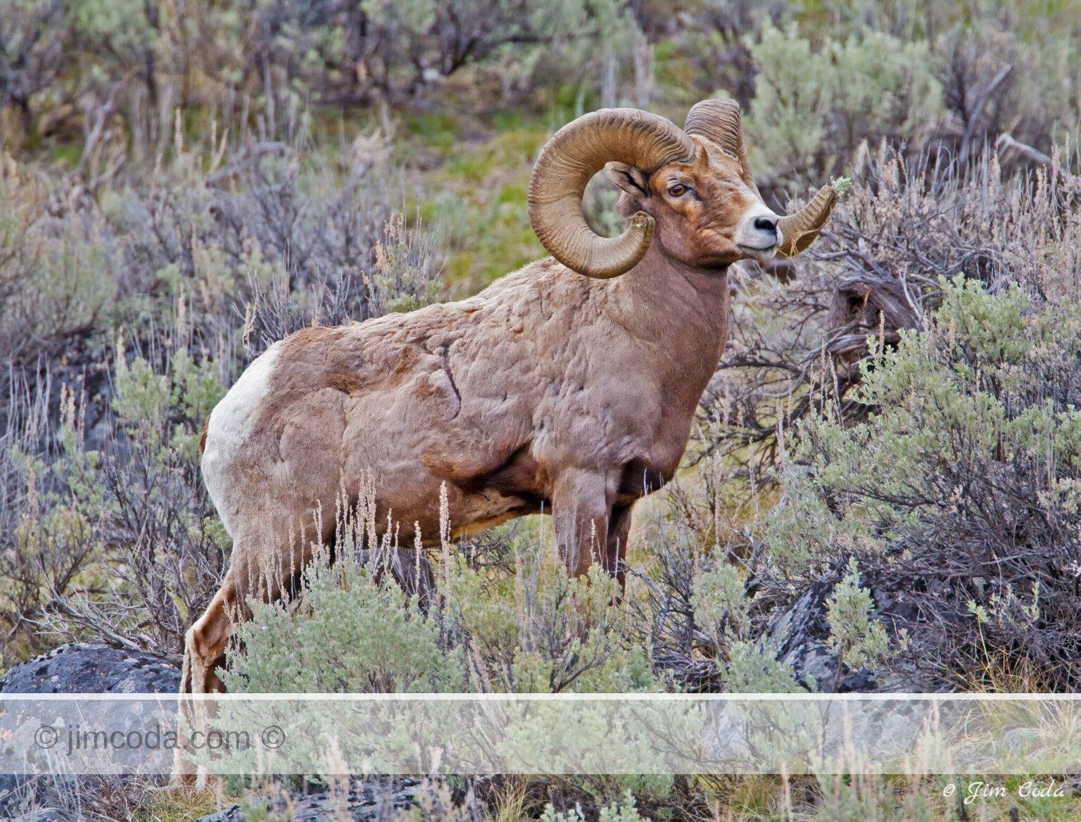 This bighorn ram was photographed just east of the Yellowstone River Bridge.