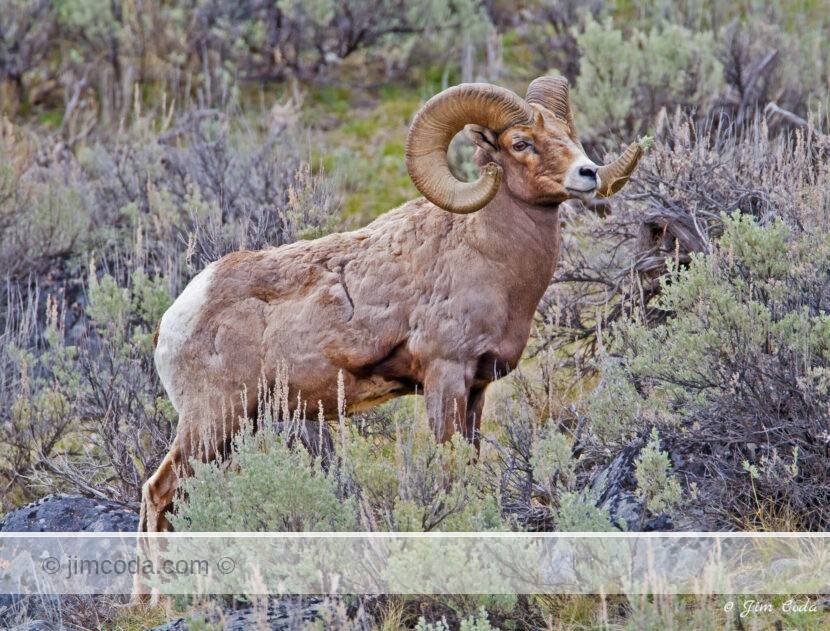 This bighorn ram was photographed just east of the Yellowstone River Bridge.