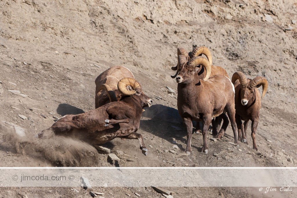 Bighorn rams fight during the rut in Yellowstone National Park.