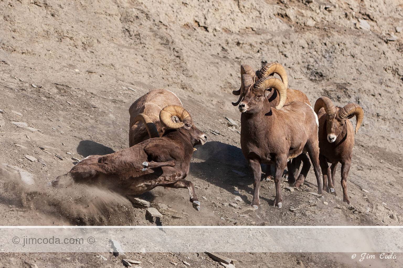 Bighorn rams fight during the rut in Yellowstone National Park.