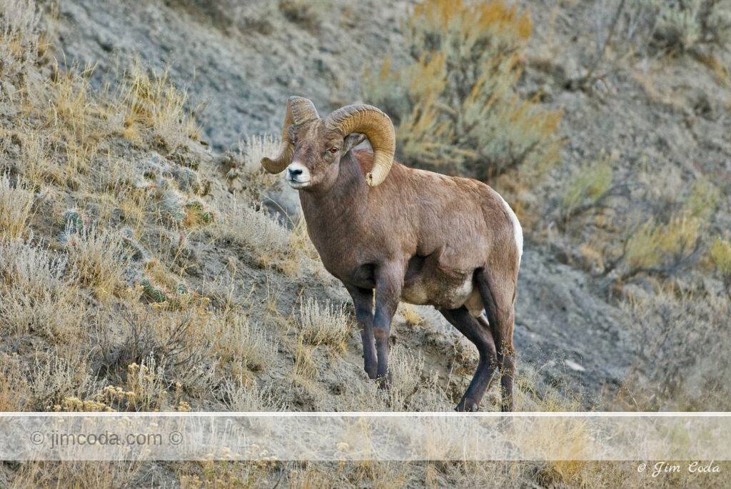 A bighorn ram crosses the slope of Mount Everts in Yellowstone National Park.