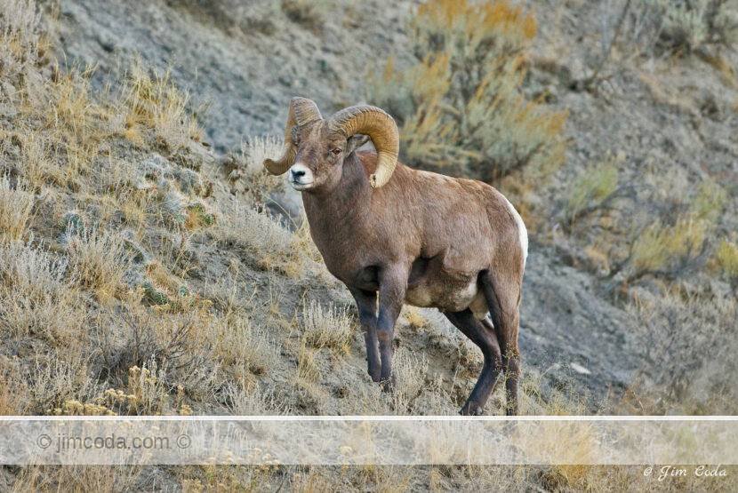 A bighorn ram crosses the slope of Mount Everts in Yellowstone National Park..