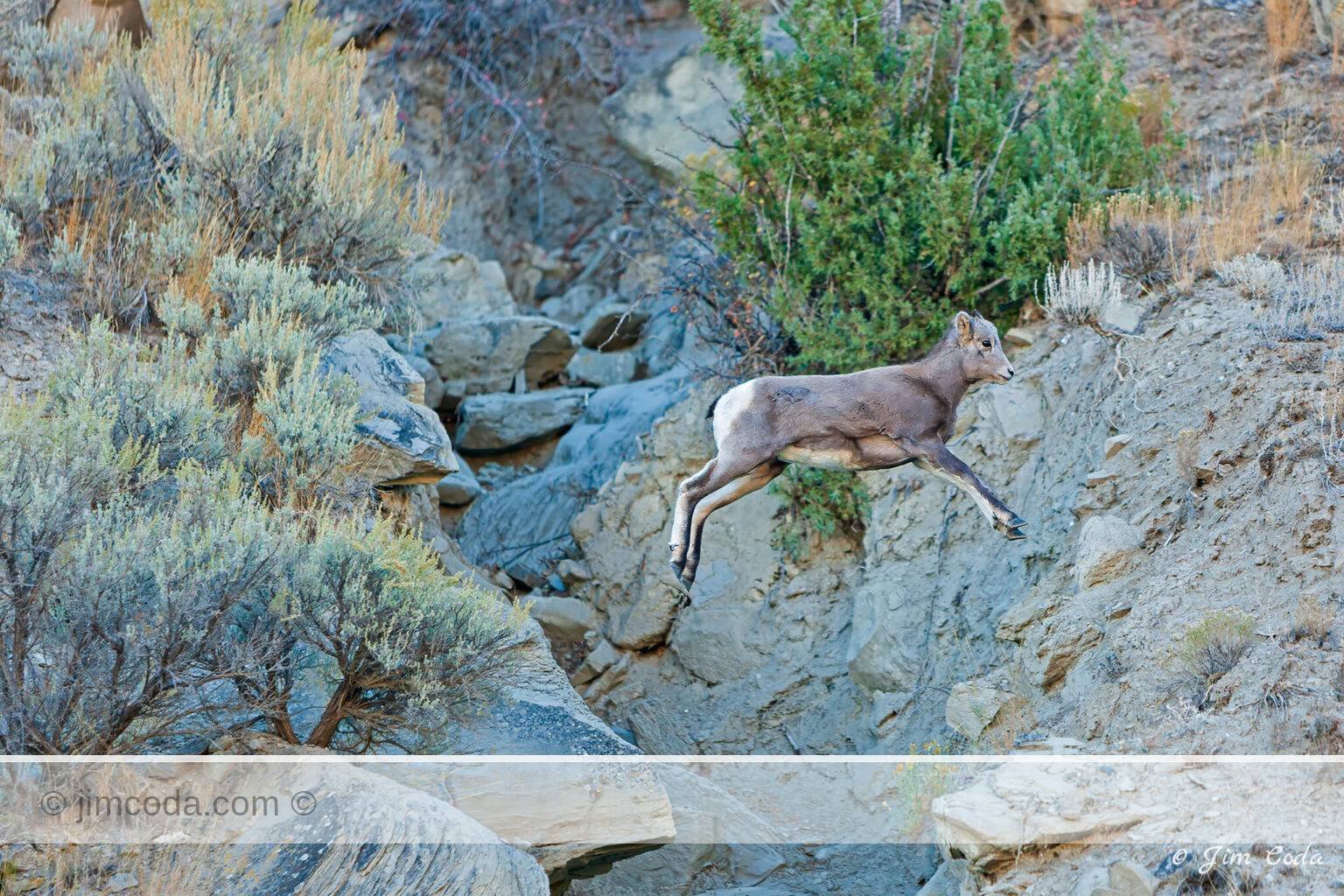 A bighorn lamb jumps across a small ravine on Mount Everts in Yellowstone National Park