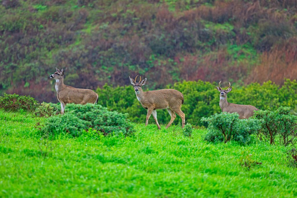 Three blacktail deer move through Point Reyes National Seashore.