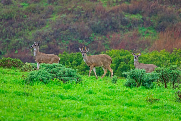 Three blacktail deer move through Point Reyes National Seashore.