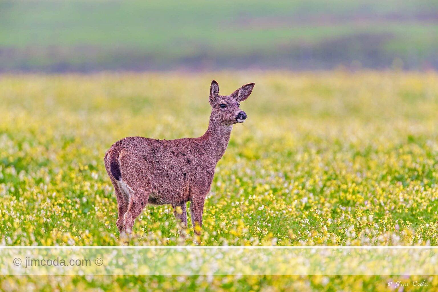 A blacktail deer feeds in a silage field in Point Reyes National Seashore.