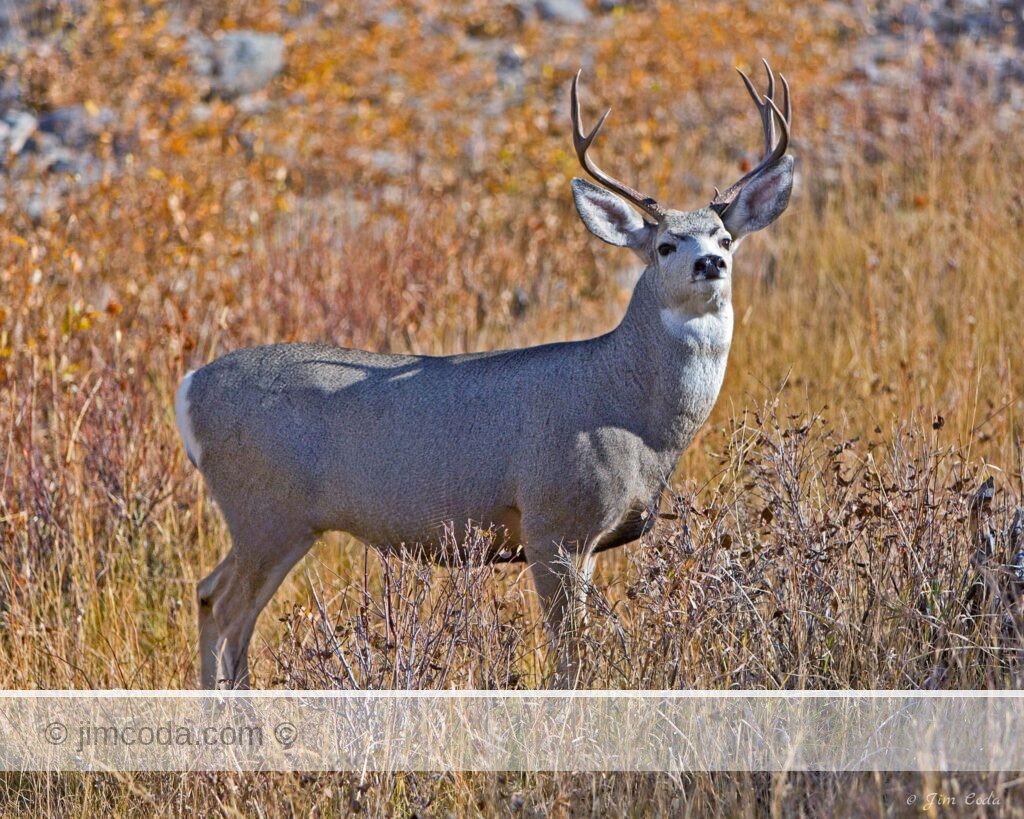 A mule deer buck feeds in the riparian area of the Gardner River.