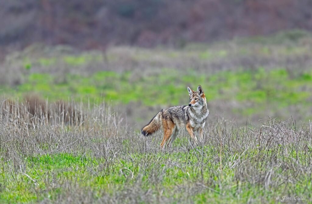 A coyote stops as it makes its way across a ranch area. as it hunts for its next meal.