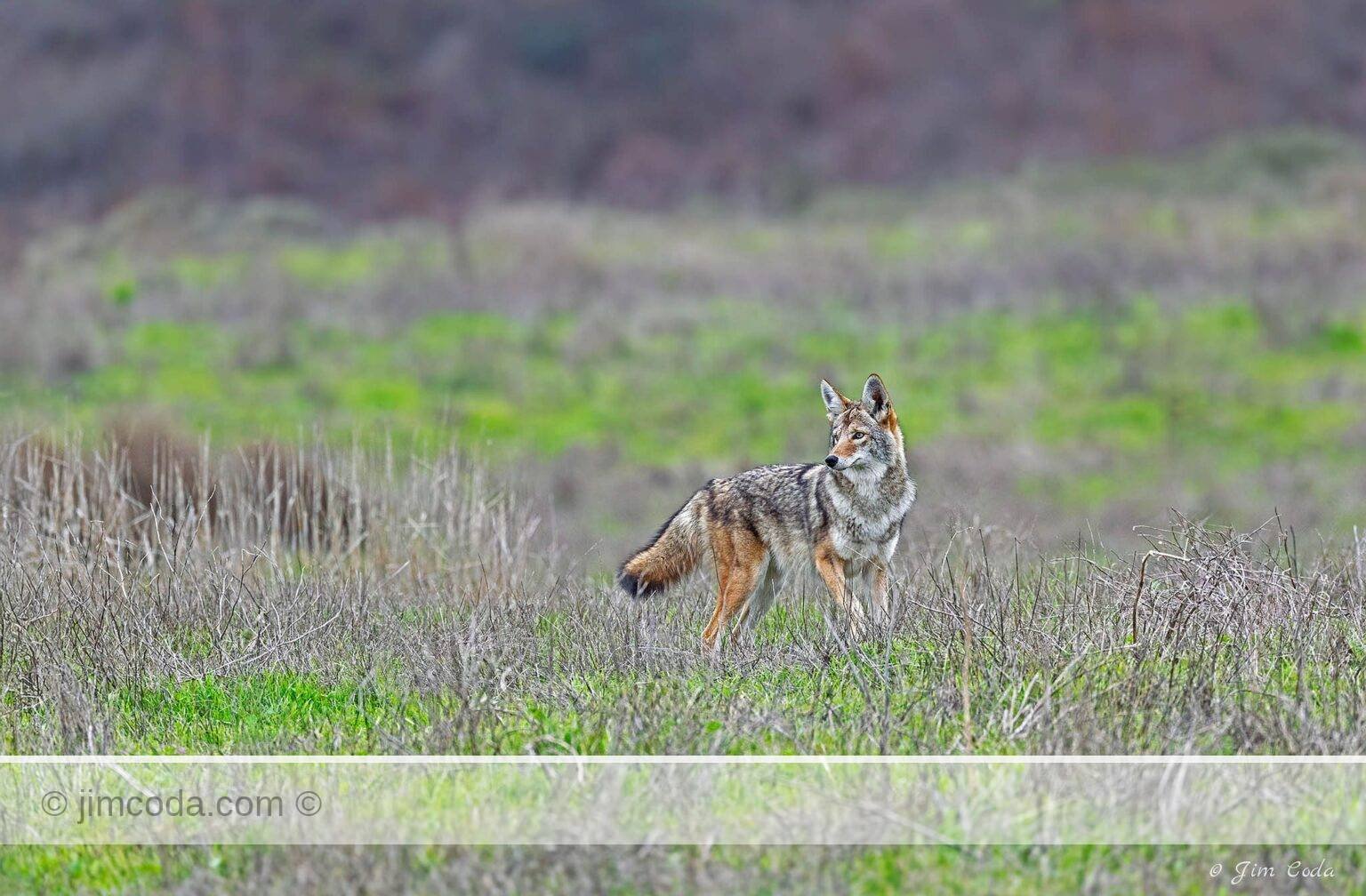 A coyote stops as it makes its way across a ranch area. as it hunts for its next meal.