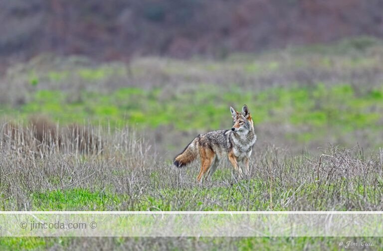 A coyote stops as it makes its way across a ranch area. as it hunts for its next meal.