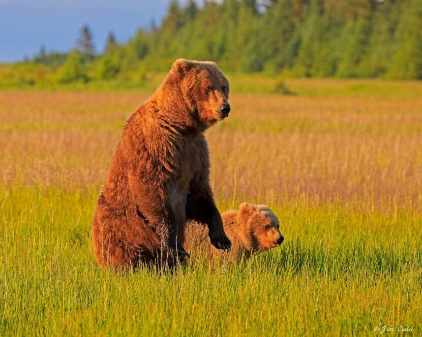 Brown Bear Sow and Cub