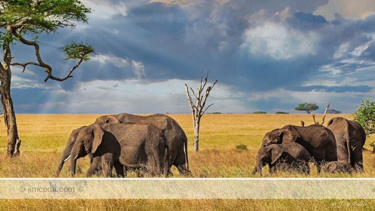 A family of elephants moves across the Serengeti savannah.