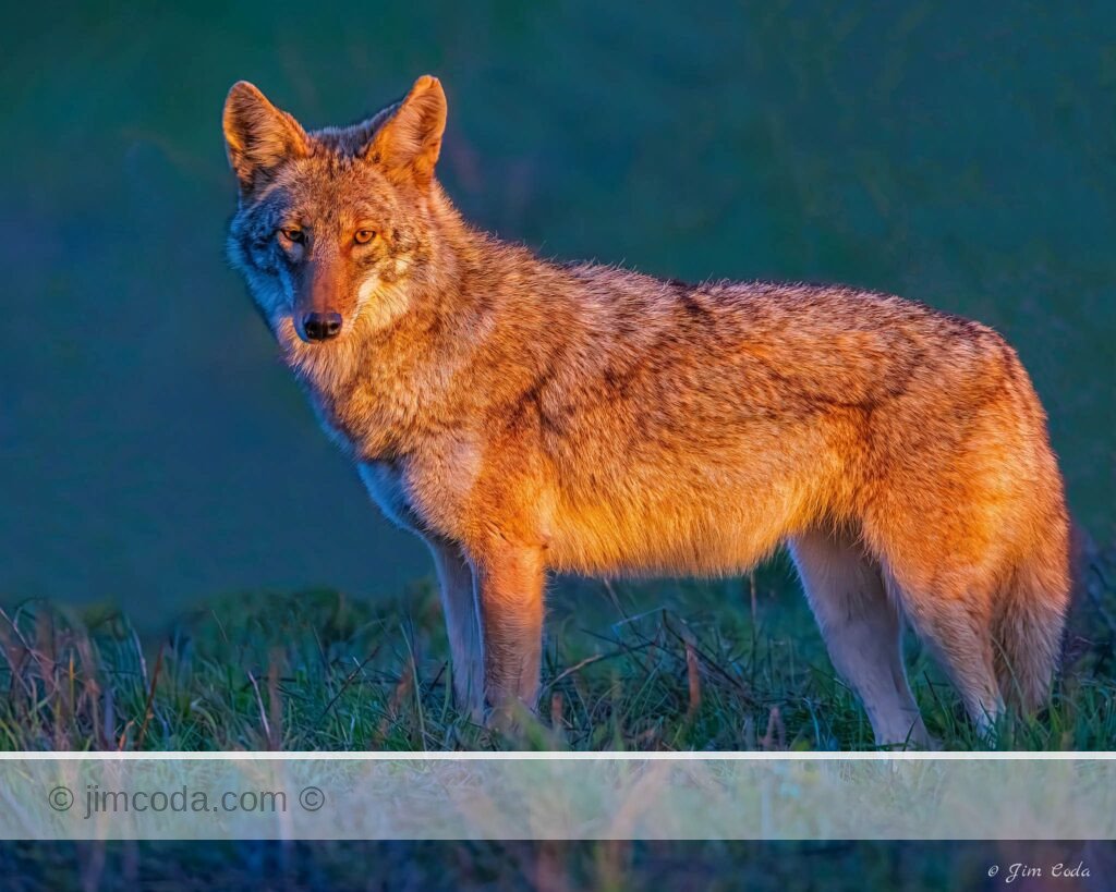 A coyote stops for a second while hunting at sunset in Point Reyes National Seashore.