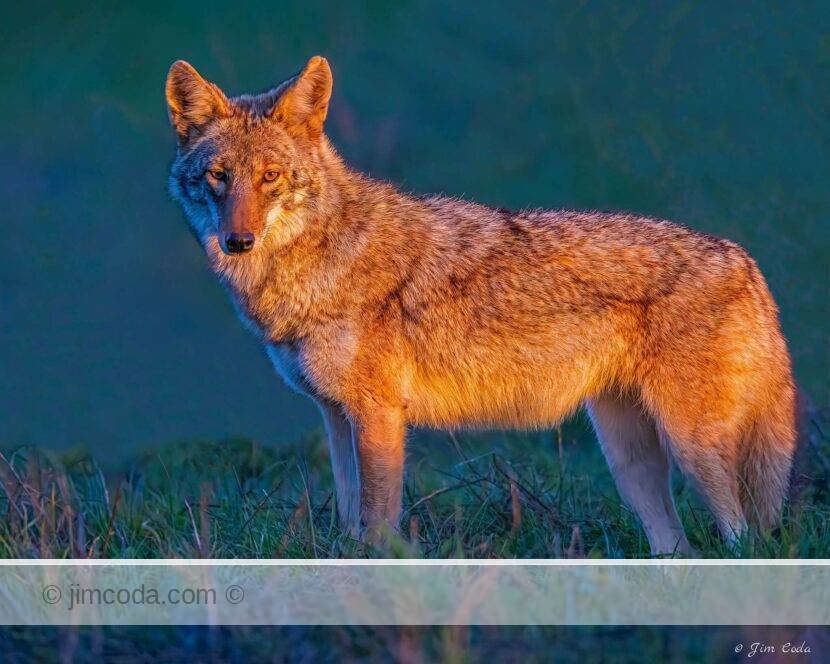 A coyote stops for a second while hunting at sunset in Point Reyes National Seashore.