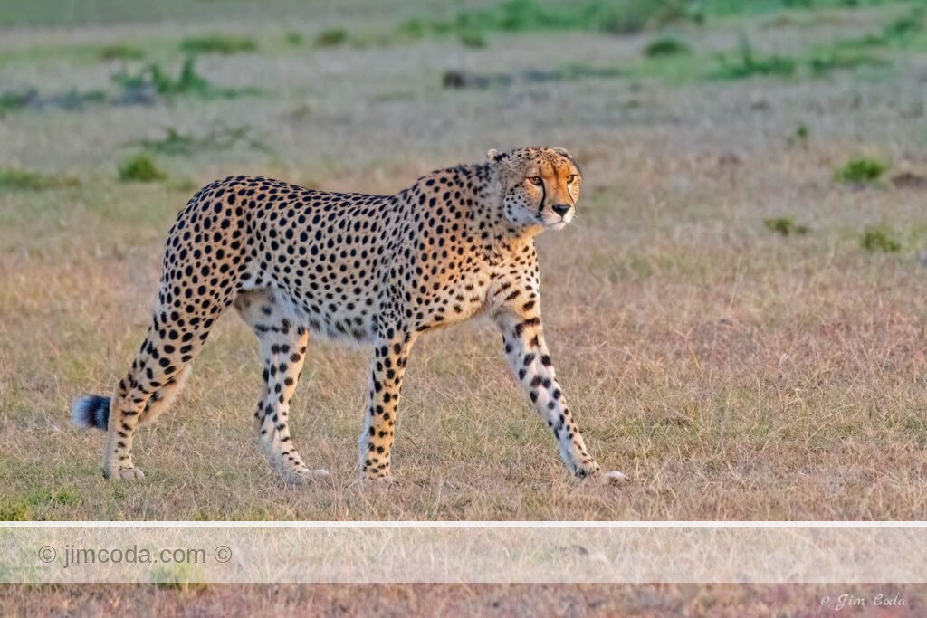 A cheetah moves through the Olare Motorogi Conservancy at dawn.