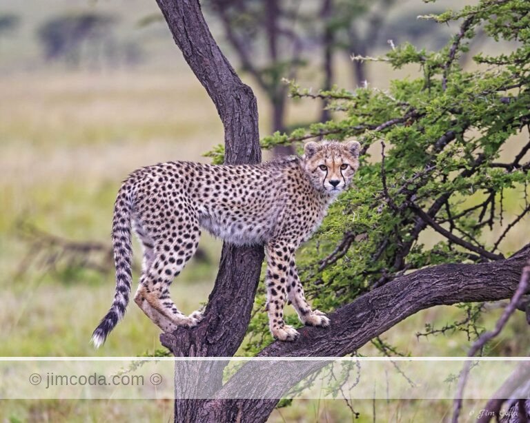 A cheetah cub jumps up onto a tree in Kenya.