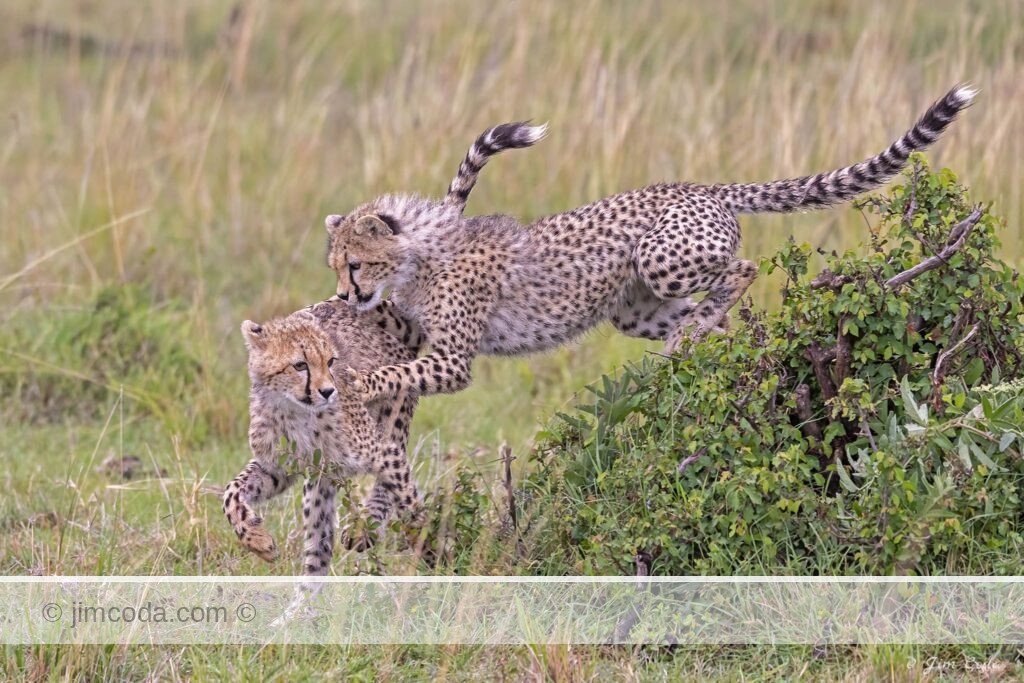 Two cheetah cubs play in the Olare Motorogi Conservancy of Kenya.