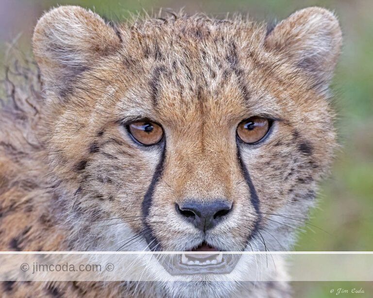 A cheetah cub poses for a portrait photo in the Olare Motorogi Conservancy in Kenya.