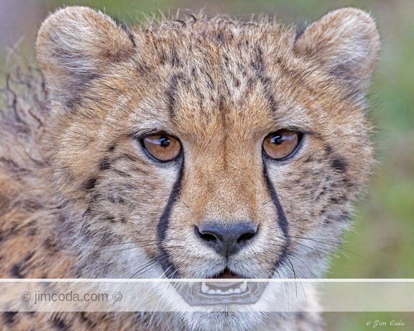 A cheetah cub poses for a portrait photo in the Olare Motorogi Conservancy in Kenya.