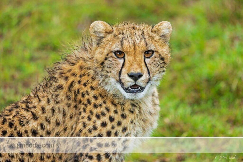 A cheetah cub stops playing with its litter mates for a quick pose in the Olare Motorogi Conservancy in Kenya.