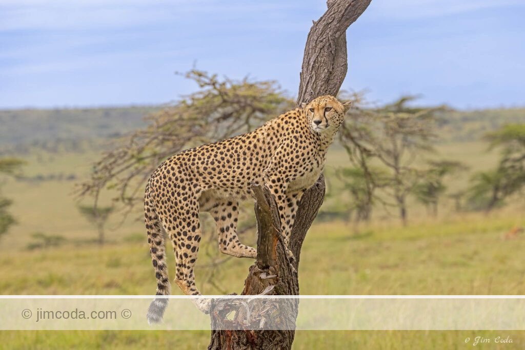 A mother cheetah scans for the area for food (and lions).