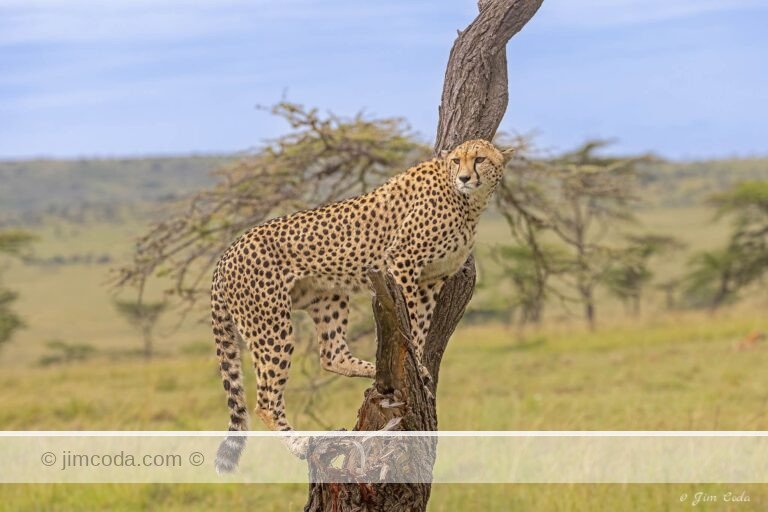 A mother cheetah scans for the area for food (and lions).