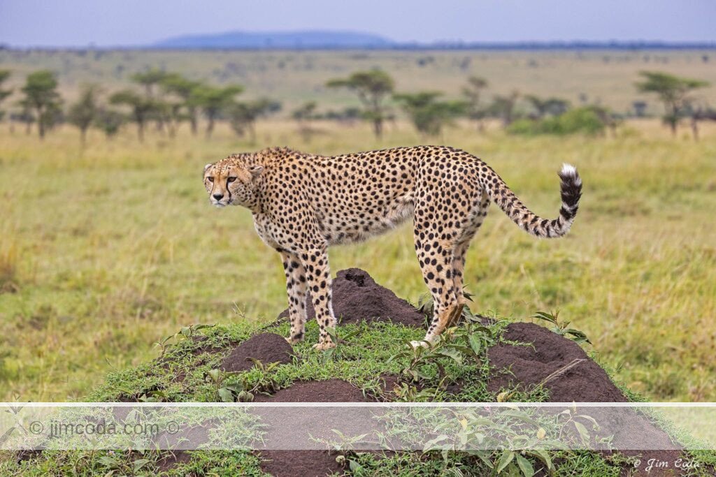 A cheetah mother stands on a termite mound looking for a meal and possible lions.