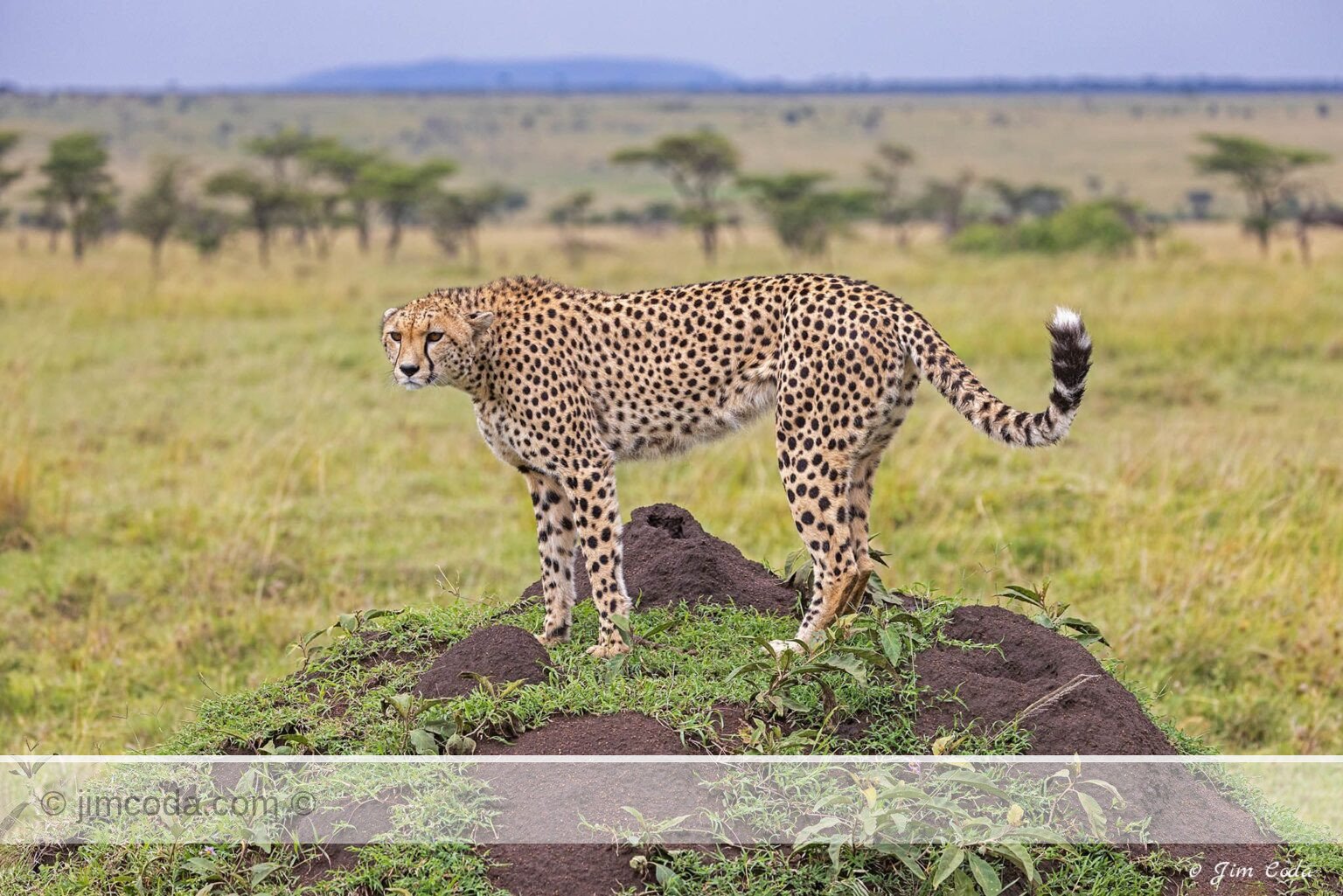 A cheetah mother stands on a termite mound looking for a meal and possible lions.